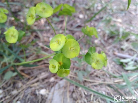 華為G9評測：與華為P9/榮耀V8定位不同