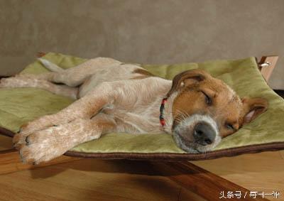 寧愿賣雞排也不搞互聯(lián)網(wǎng)的臺(tái)灣怎么了?