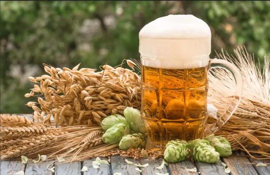 釀造啤酒的原料大麥和啤酒花。圖片來(lái)源：圖蟲創(chuàng)意